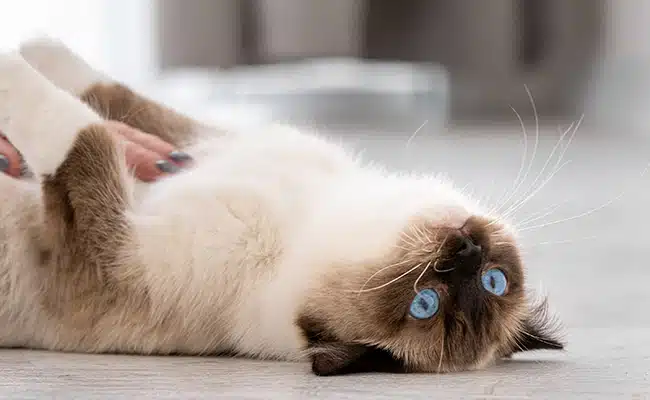 Chat domestique heureux dans son intérieur