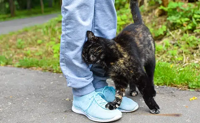 Chat se frottant aux jambes