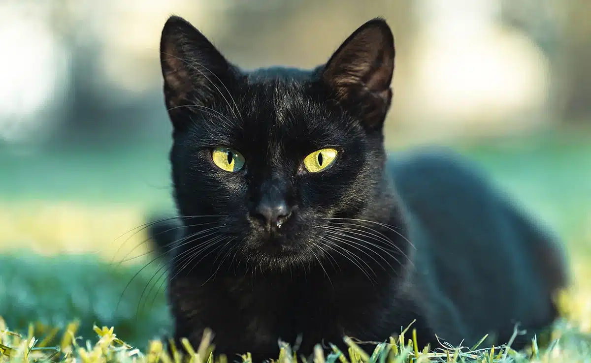 Chat noir montrant un comportement inhabituel
