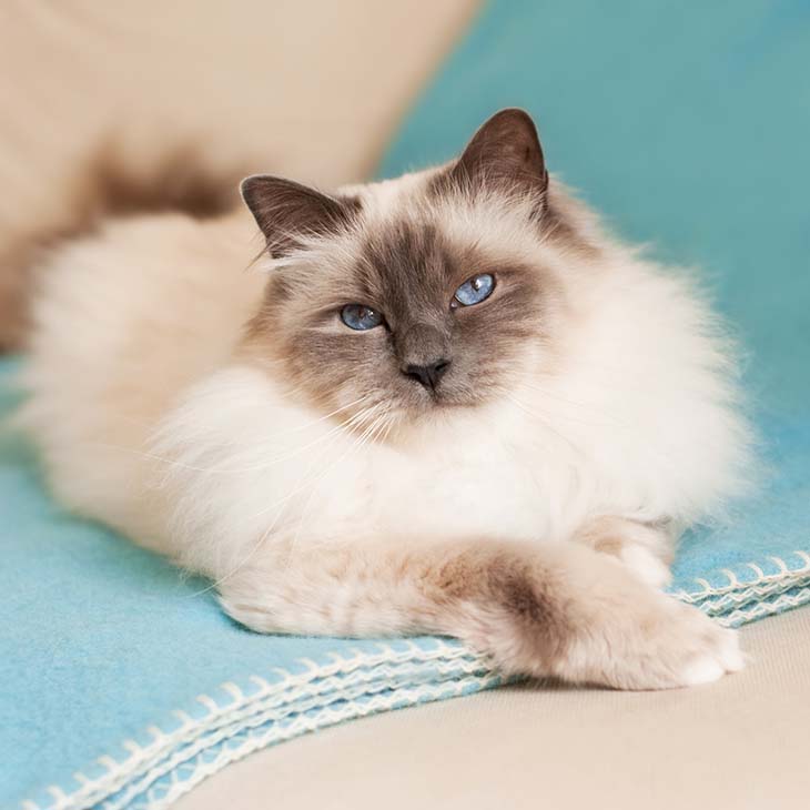 Chat sacré de birmanie