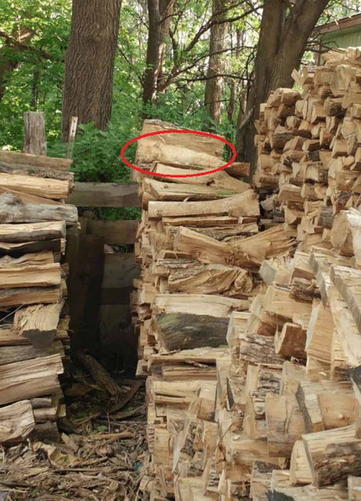 Réponse d’illusion d’optique – source : spm