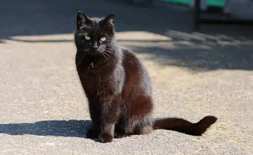 Chat noir se prélassant au soleil
