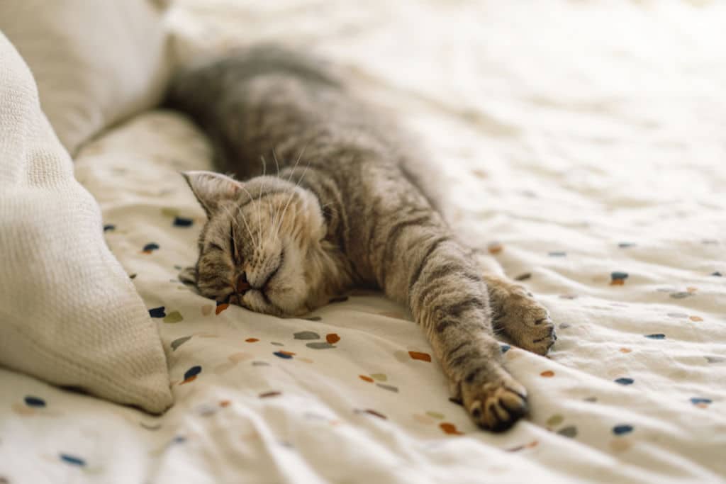 Chat observant la pi&egrave;ce depuis le bord du lit
