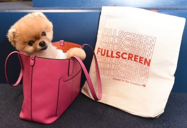 animal qui vous convient le mieux d’après votre signe du zodiaque