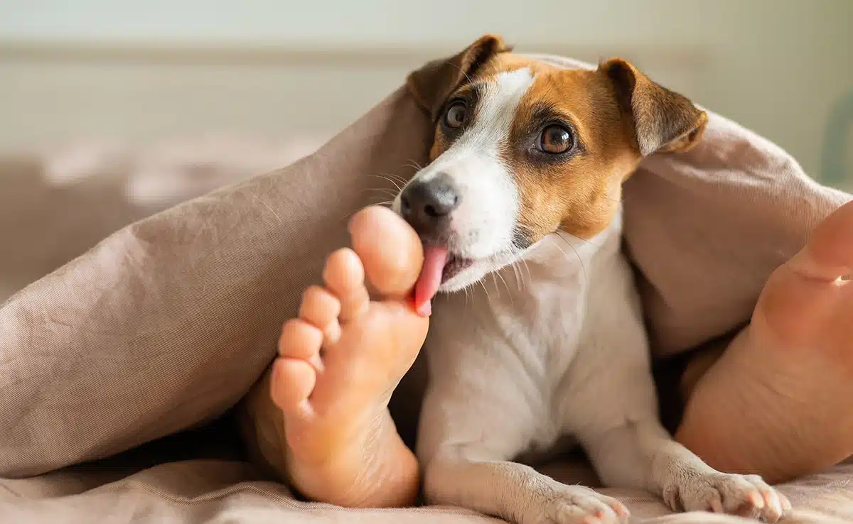Chien léchant la main de son propriétaire