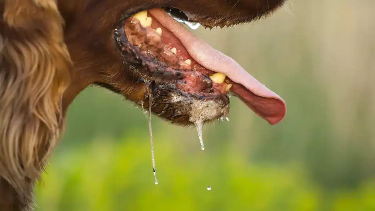 Chien présentant des symptômes d'intoxication