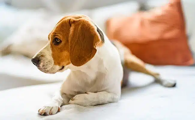 Chien montrant des signes de malaise