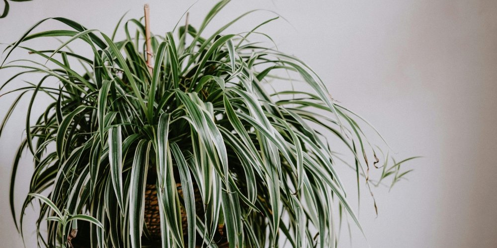 D&eacute;tail des feuilles et des stolons du chlorophytum
