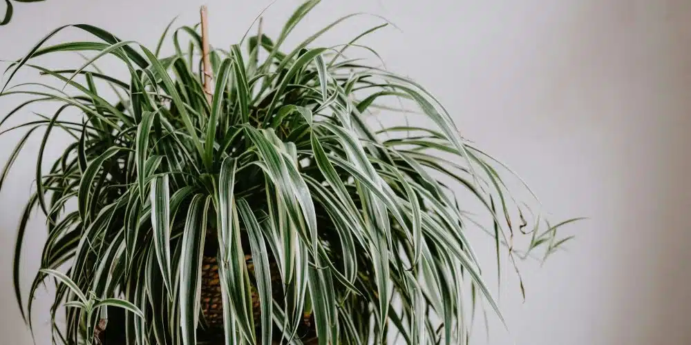 Détail des feuilles et des stolons du chlorophytum