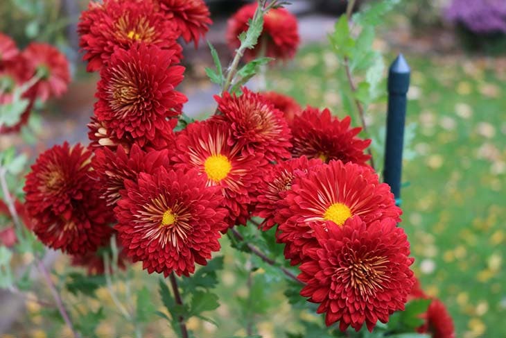 Une plante à fleurs qui assainit l’air