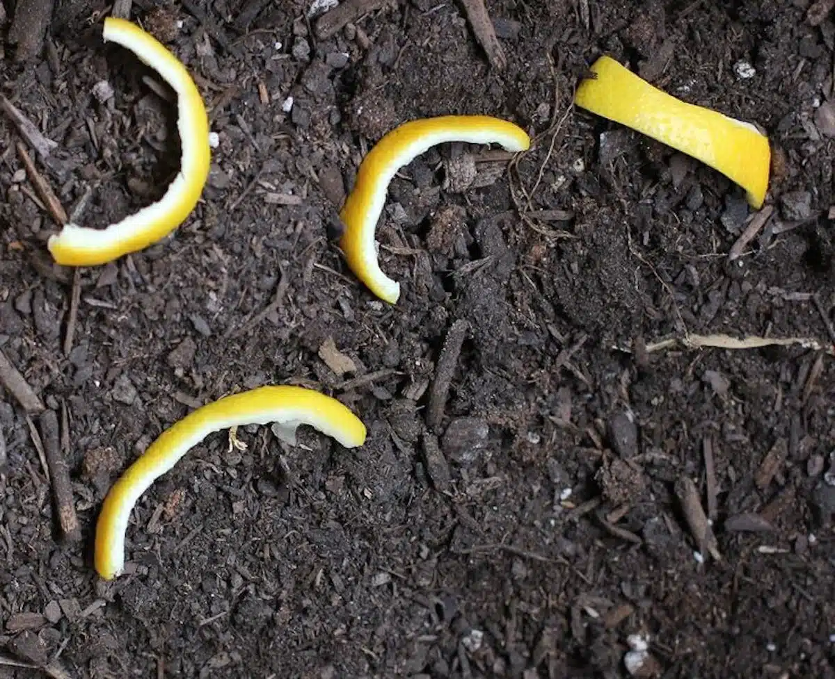 Zestes anti-limaces