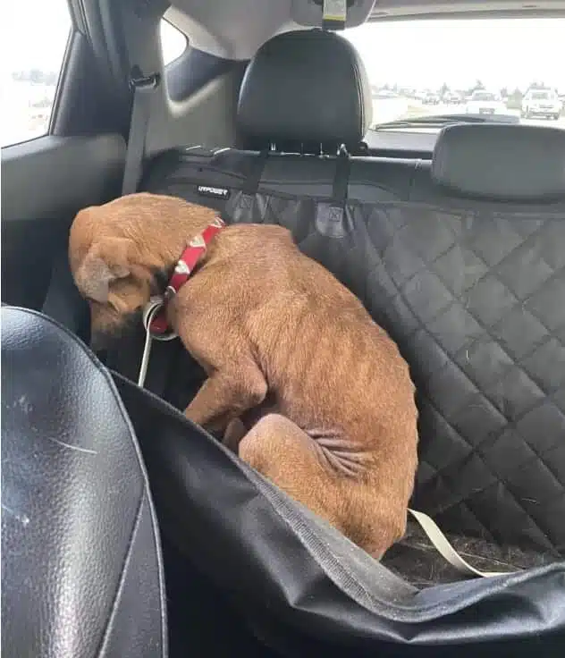 Chienne maigre et apeurée avant sa guérison