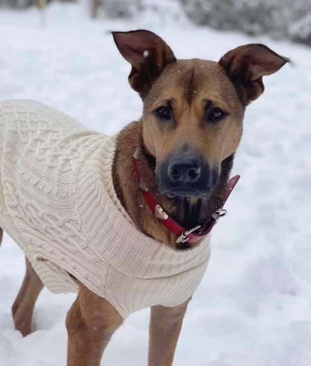 Chienne heureuse après sa transformation