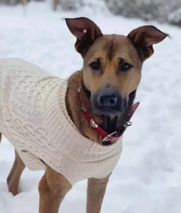 Chienne heureuse après sa transformation