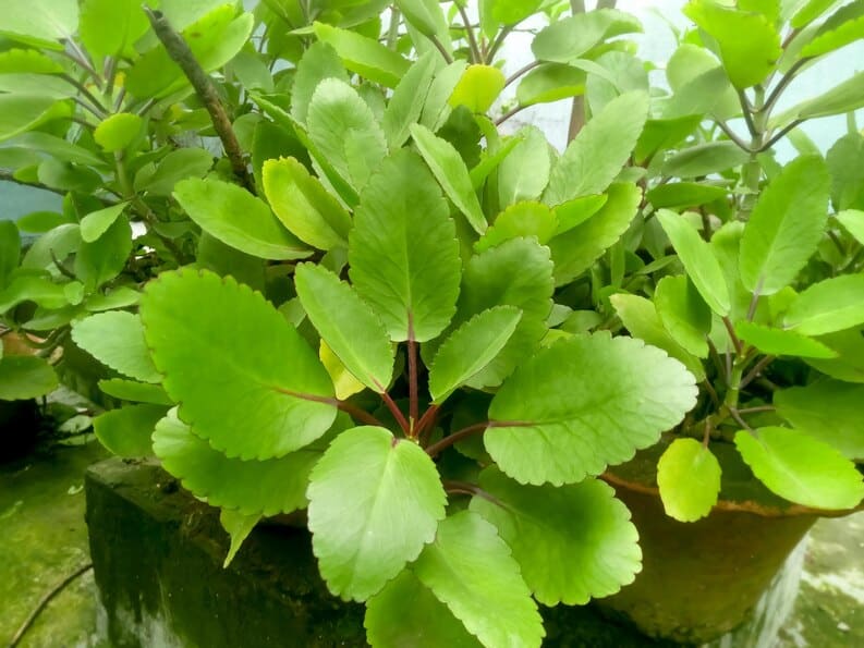 Précautions d'usage de la Kalanchoe