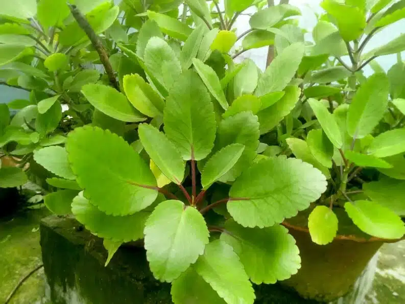 Précautions d'usage de la Kalanchoe