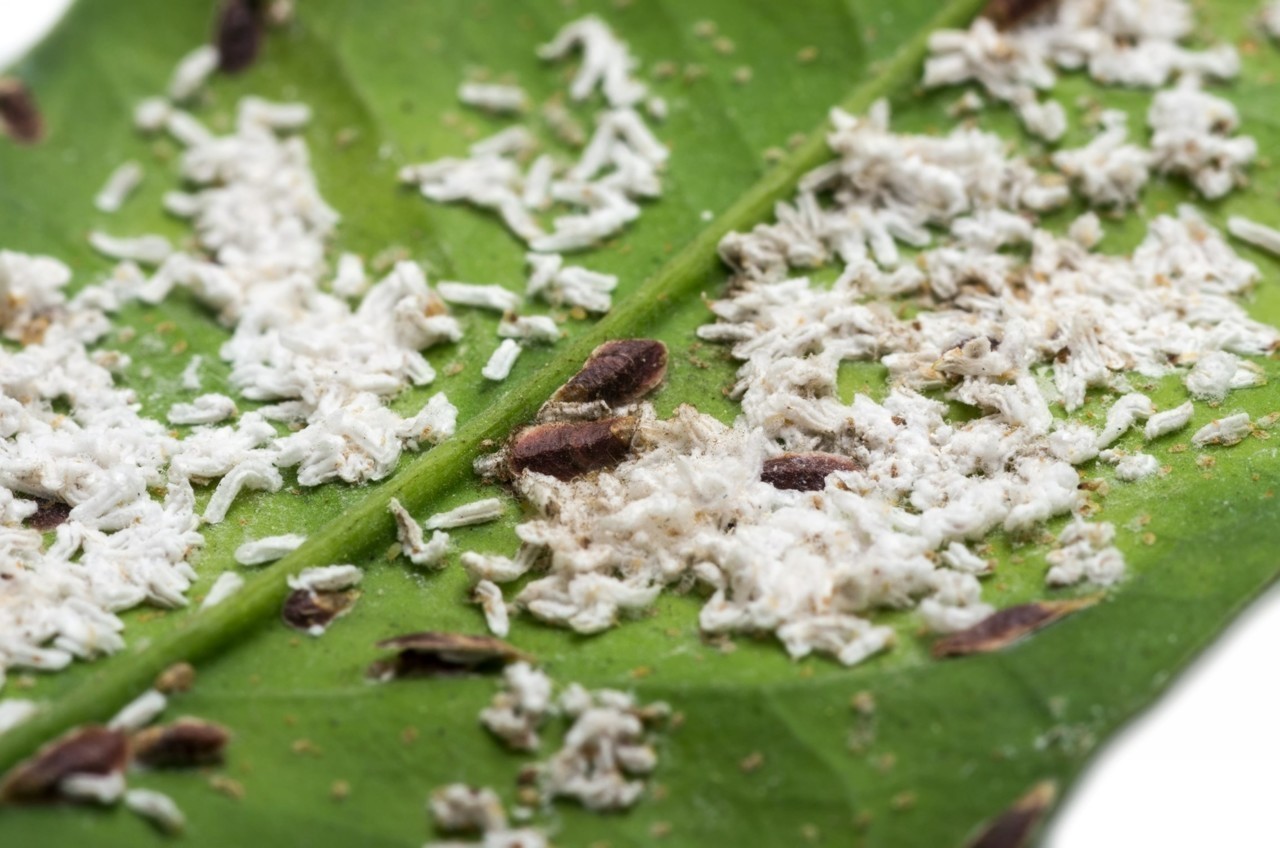 Plante infestée de cochenilles