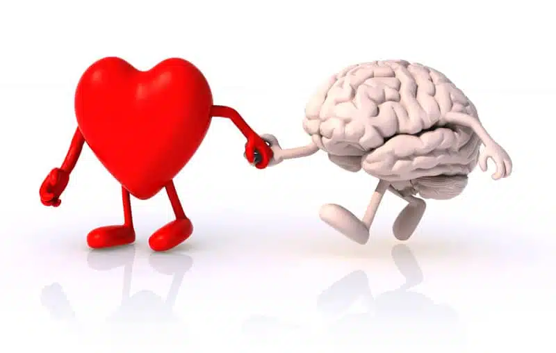 Représentation du cœur et du cerveau