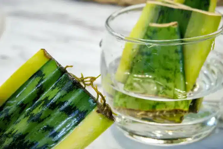 Bouture de sansevieria dans l'eau