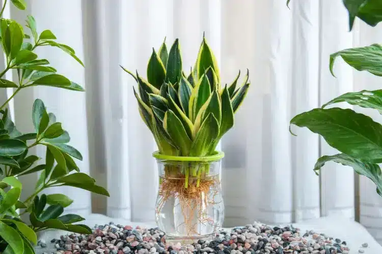 Multiplication par rhizomes de sansevieria