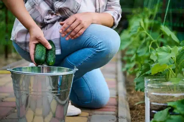 Jardinier récoltant des concombres cultivés en seau