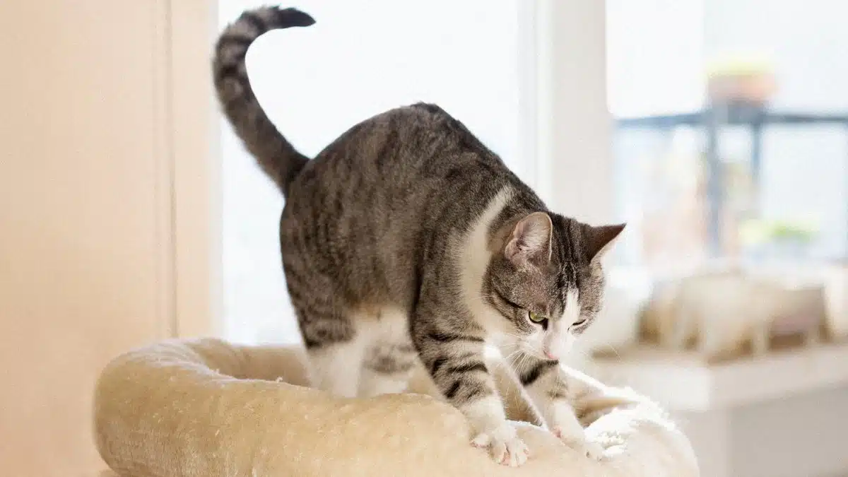 Chat préparant une attaque