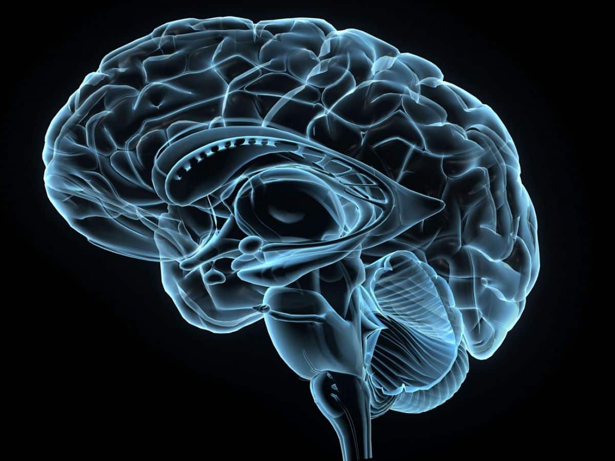 Illustration du cerveau humain