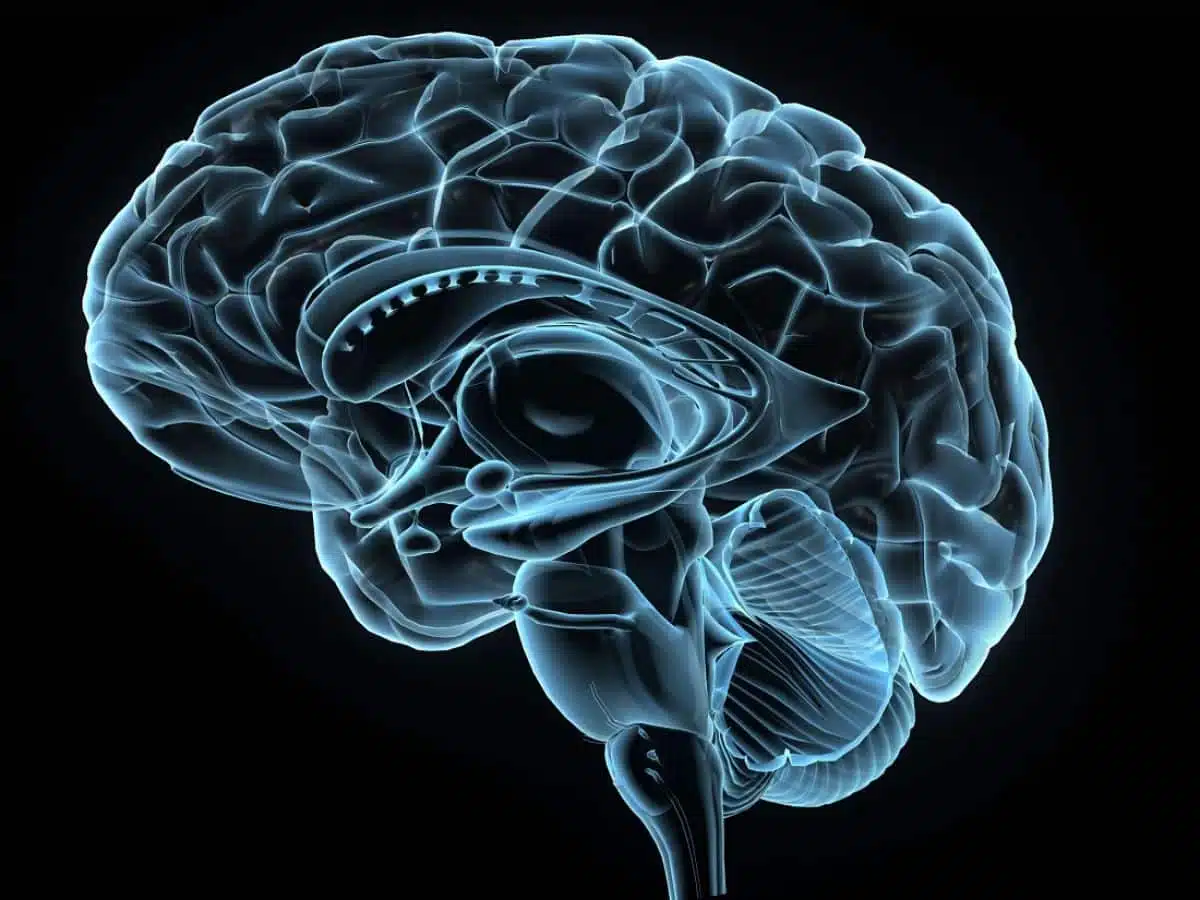 Illustration du cerveau humain
