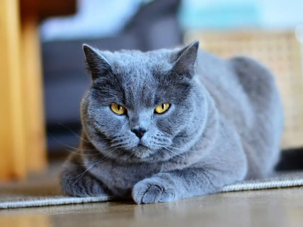 Chat montrant des signes de nervosité