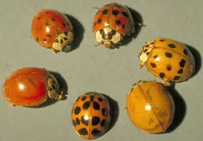 Coccinelle jaune dans un jardin