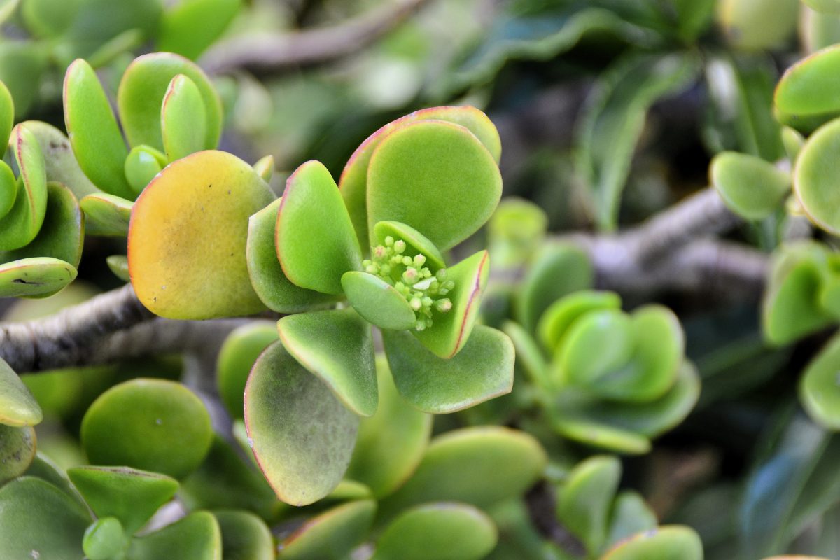 Gros plan sur un arbre de jade en fleurs roses et blanches