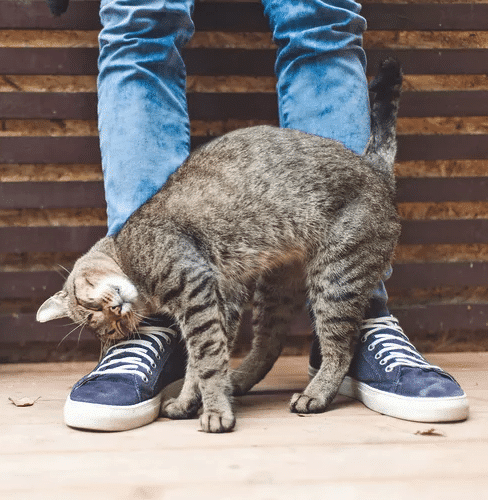 Chat se frottant contre une main