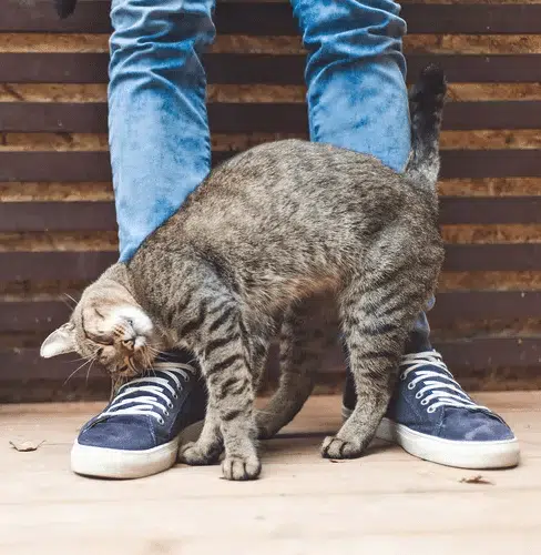 Chat se frottant contre une main