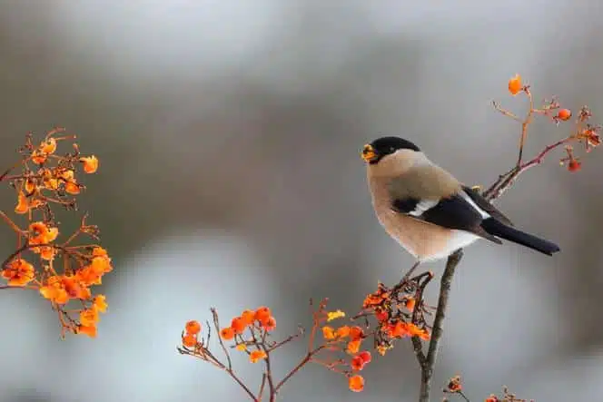 Volée d'oiseaux en mouvement chaotique