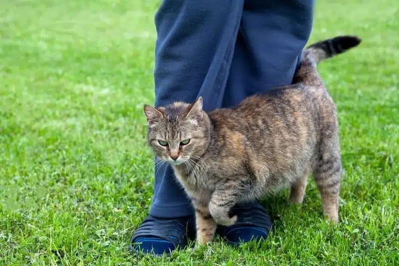 Chat accueillant son propriétaire