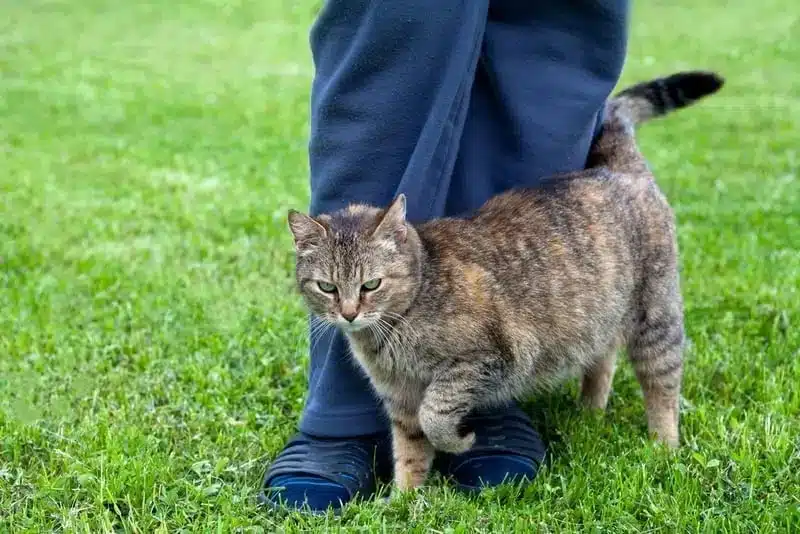 Chat accueillant son propriétaire