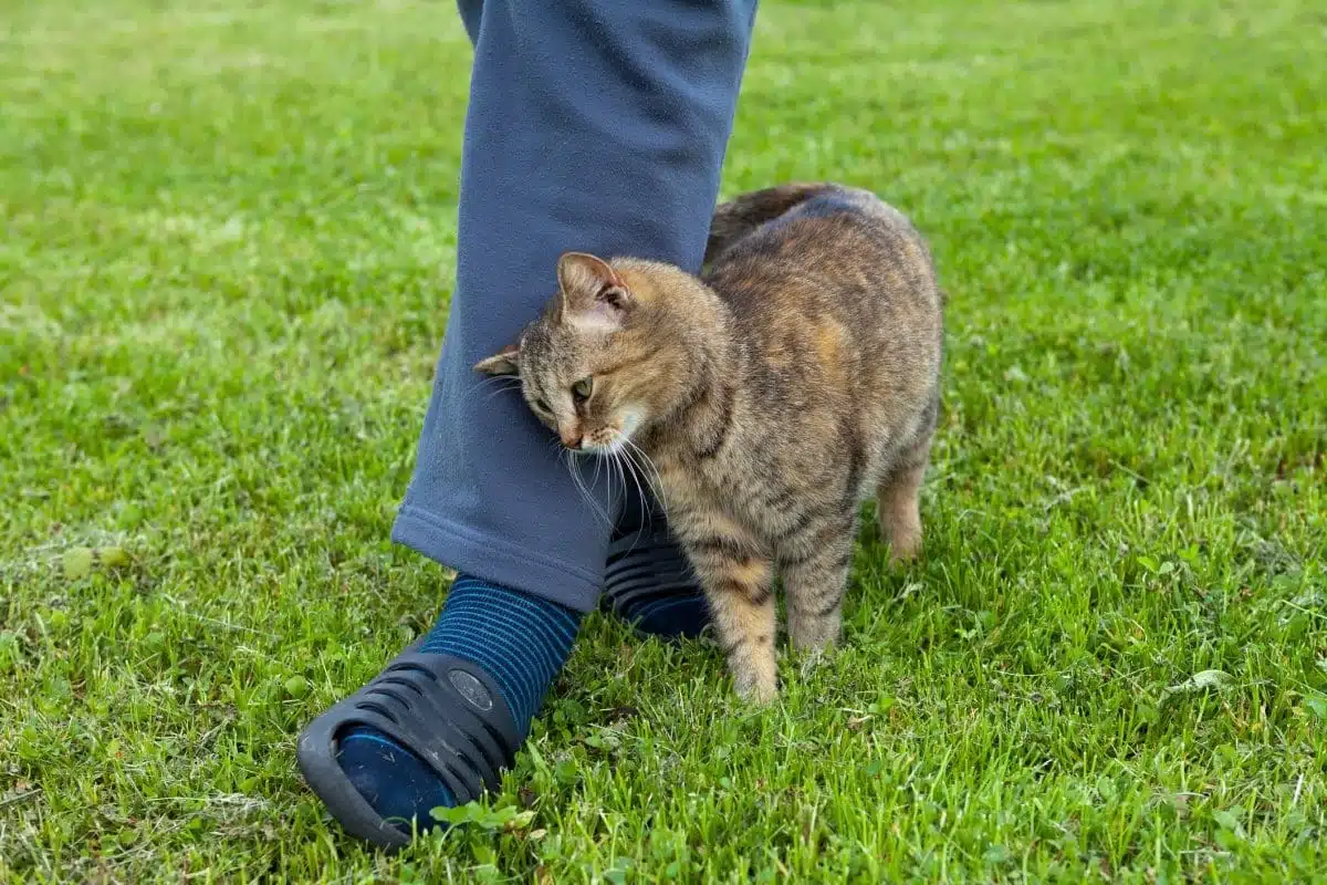 Chat câlinant son propriétaire