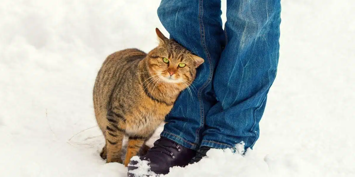 Chat donnant des coups de tête
