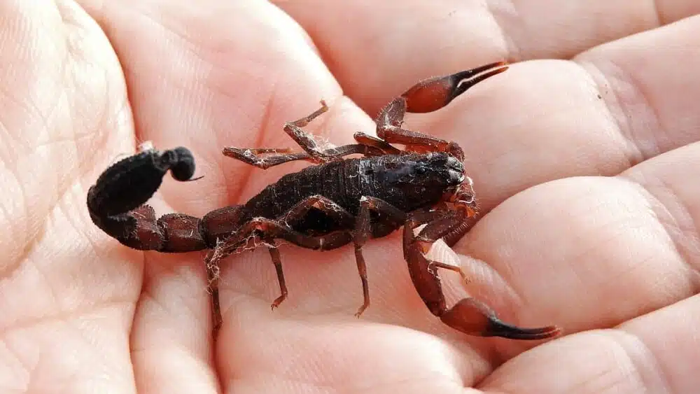 Scorpion dans son environnement naturel