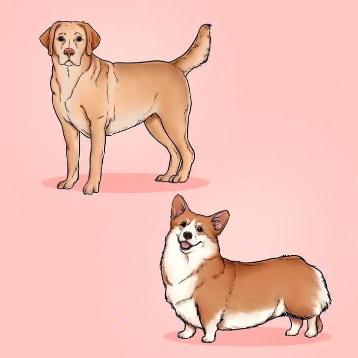 Chien de différentes tailles