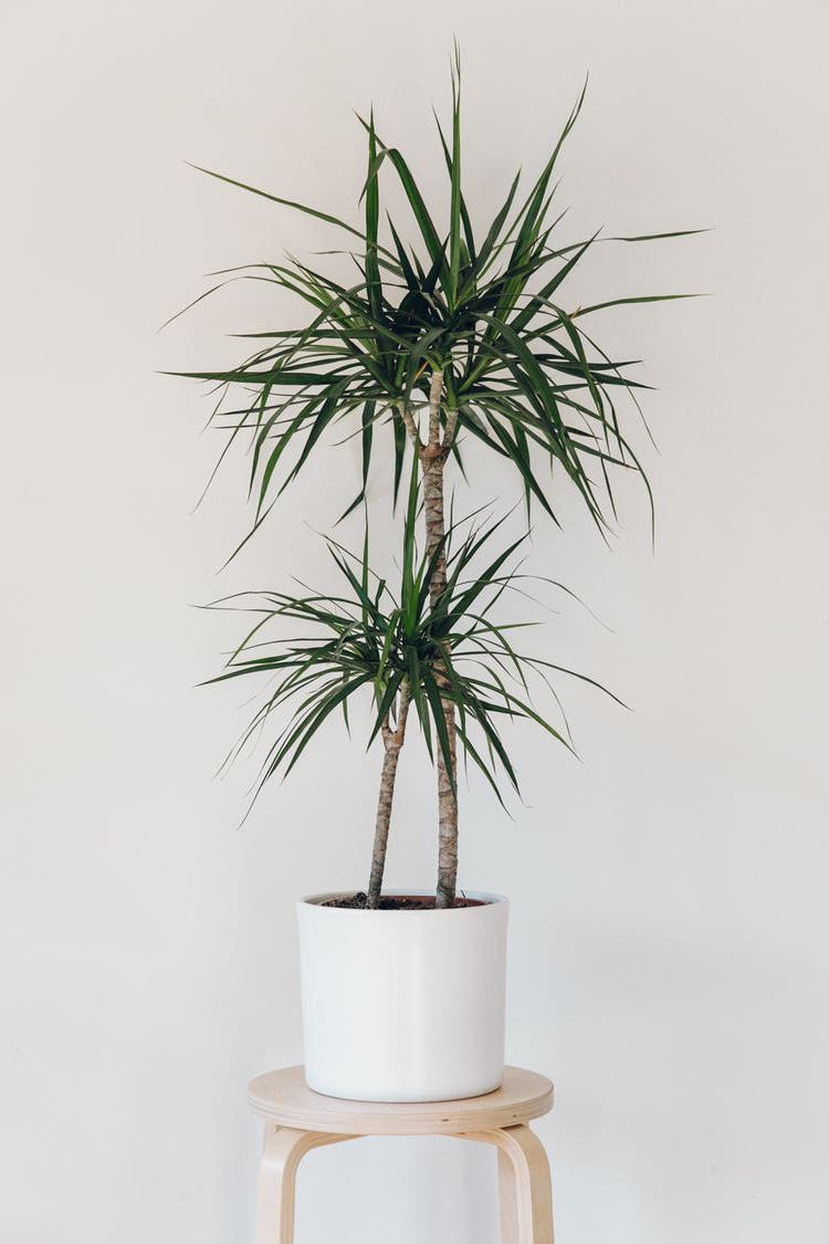 dragonnier madagascar