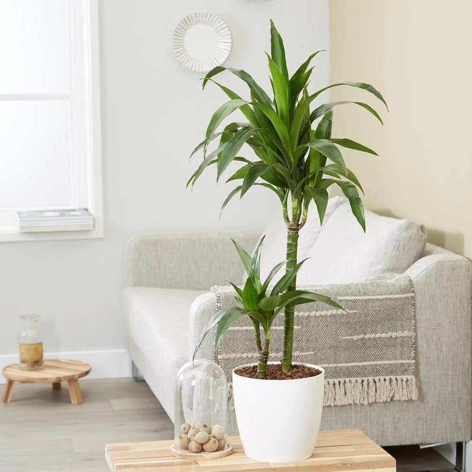 Plante contre la pollution