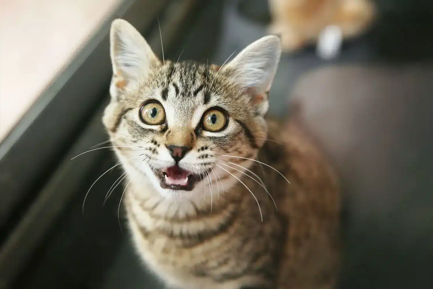 Chat marquant son territoire