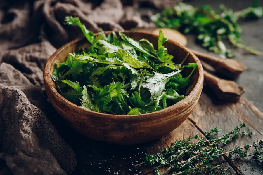 Pr&eacute;paration culinaire de feuilles de laitue sauvage