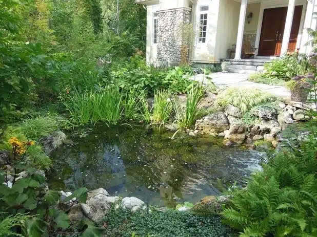 Eau stagnante attirant les nuisibles