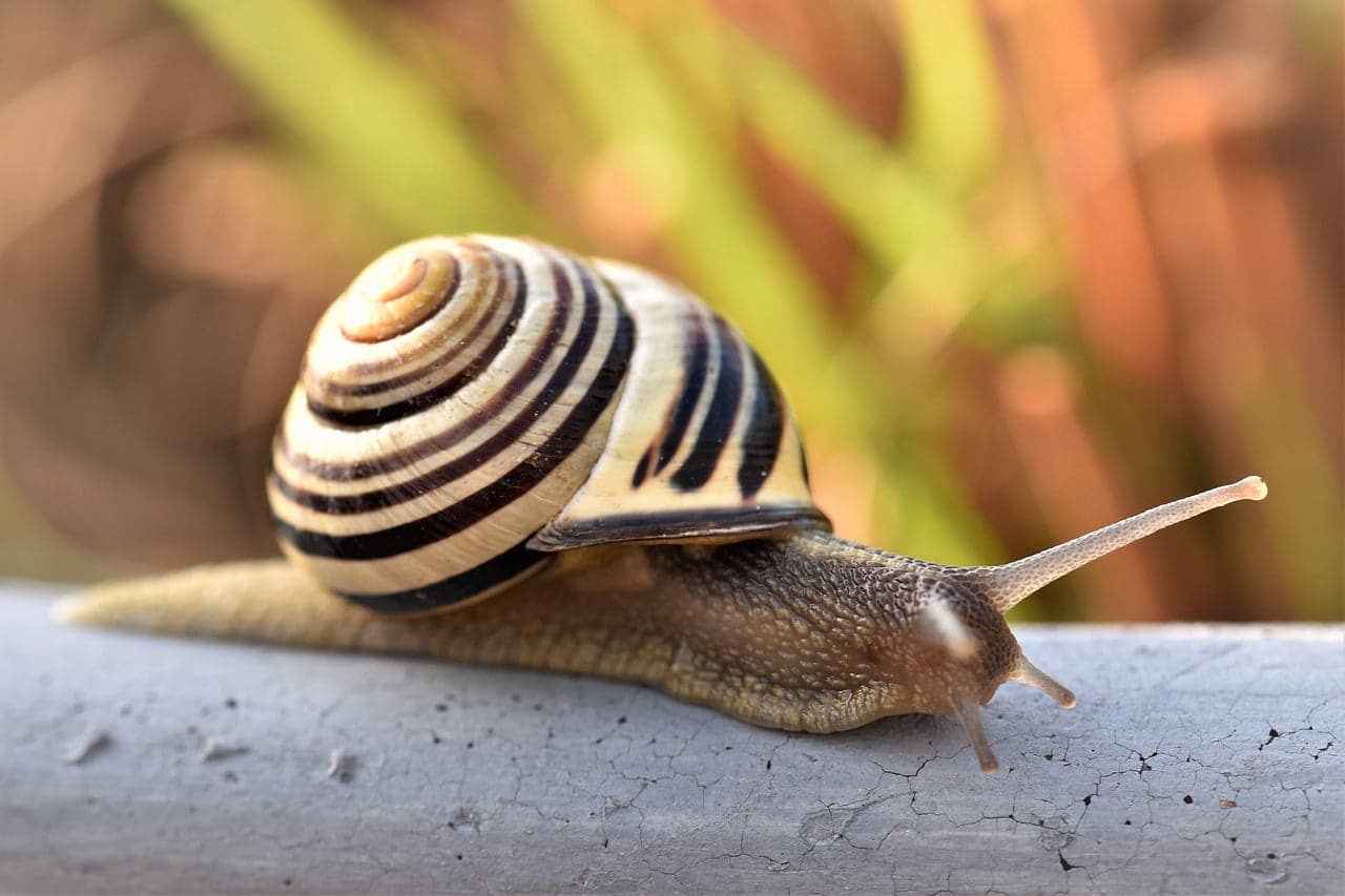 Escargots dans un jardin humide
