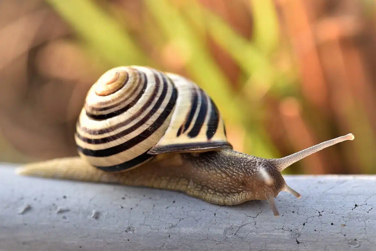 Escargots dans un jardin humide