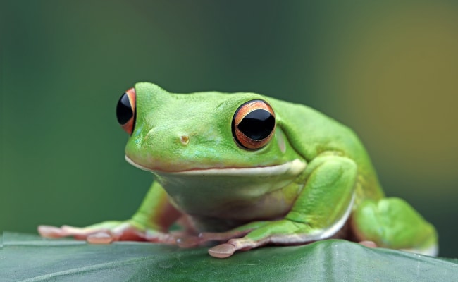 Grenouille verte dans son habitat naturel