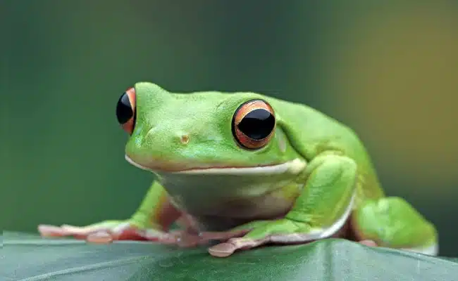 Grenouille verte dans son habitat naturel