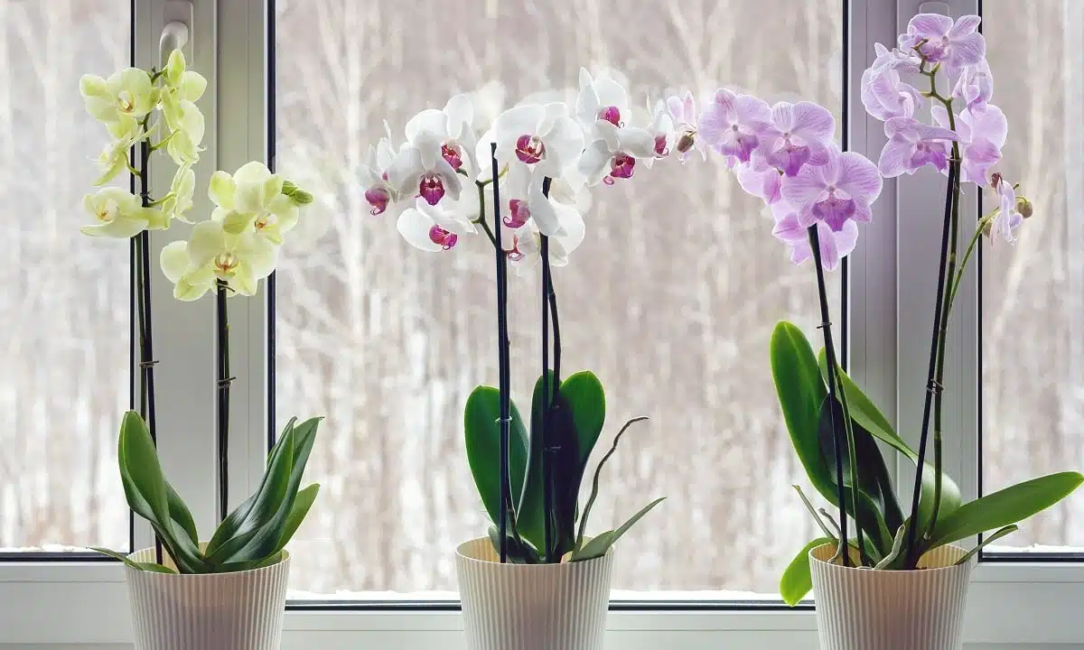 Autres soins naturels pour les plantes